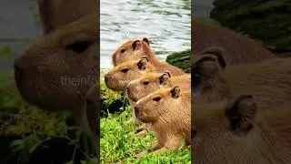 Capybara | The Friendliest Animal On Earth #shorts