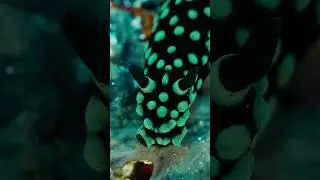 Sea slugs steal venom and glow neon 🌈 Nature is wild #Shorts #Wildlife