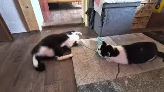 Merlin und Zoe am spielen 🥰#cute #happybirthday #love #peace #viralshort #animalslover #happy
