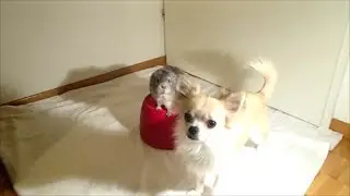 # 01 - Tricks with Chihuahua and Guinea Pig / Tricks mit Hund und Meerschweinchen