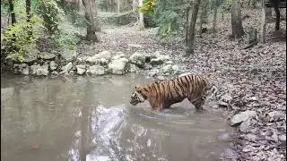 TIGER ZOO LJUBLJANA 2025
