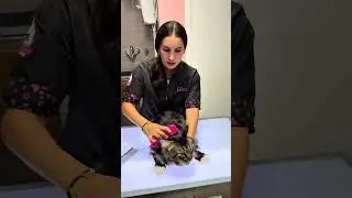 ✨ Se hai un Maine Coon (o un gatto a pelo lungo) sai bene quanta cura serve per mantenere il