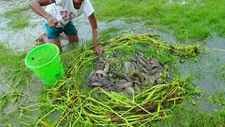 Catching catfish in rainy season. Fishing in raining water.