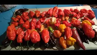 Смертельная дегустация Capsicum chinense не повторять