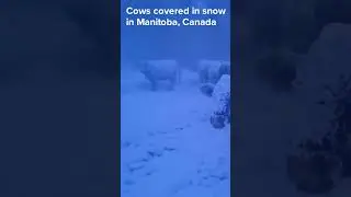 Cows covered in snow in Manitoba, Canada