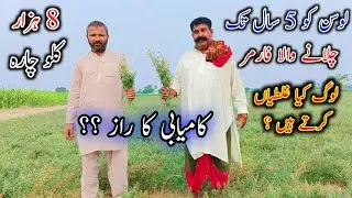 How To Grow Alfalfa In Pakistan - Loosan Lgany Ka Treeqa - Weeds Control In Alfalfa