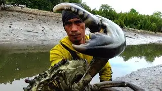 HUNTING CRAB!! KEPITING BESAR DAPAT KEPITING SUPER JUMBO