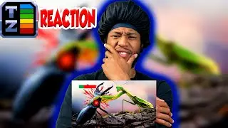 Strongest to weakest. The Insect Tier List (REACTION) @TierZoo