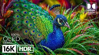 Majestic 16K OLED TEST HDR 120 FPS | Dolby Vision (8K/4K Video TV)