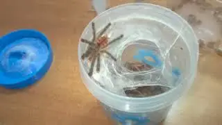 Avicularia sp Peru, Amazonas Purple