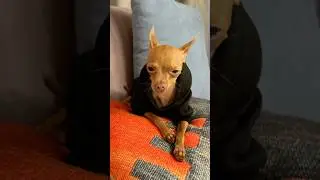 #Na$h неважно,как ты выглядишь,главное,как ты себя ощущаешь #юмор #красногорск #юмор #тойчик #собака