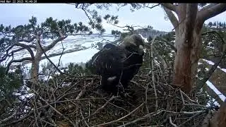Eagles Altynychi 22/3/23 New Season! Sunset Timelapse (Fast) 🌄🦅 Новый сезон! Закат таймлапс (быстро)