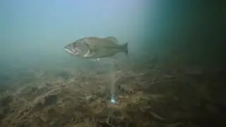 BaitCloud Largemouth Bass