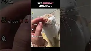 Ranking Random Cat Moments That Make NO Sense 🤯😂#cats #catmoments #funny #random #ranking #viral