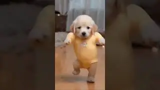 🐶💃 Puppy&rsquo;s Got the Moves! Cutest Dance Ever! 🎶✨ #DancingPuppy #PuppyGroove #CutePuppyMoves