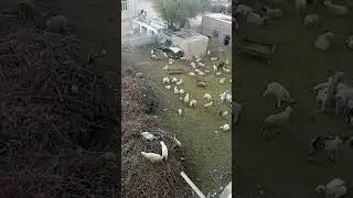 IKRAM DYU DAILY VLOGS is live! Pigeon 🕊️ #Sheep 🐑