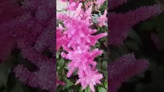 Голландия, апрель 23