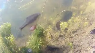 Bitterlinge und Moderlieschen im Gartenteich