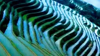 Modern way of Agriculture|| rice are growing on a mountain...