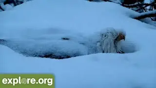 How Do Animals Stay Warm In The Winter?