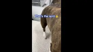 Funny Bull Terrier Dog Kicking His Leg Being Scratched