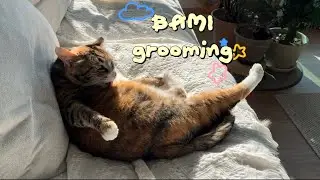 cat grooming | 바미 그루밍 모음(short)