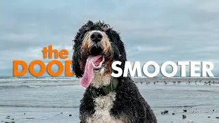 🐾Insta360 Beach Day: Epic Bernedoodle Adventures!🐾