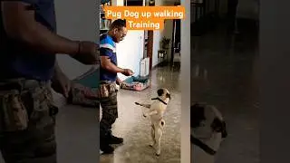 Pug Dog up walking Training #session #671 #pug #shorts