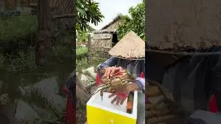 Phong Crab sends customers the exact same rope as in the video #CuaVIP #cuahoanggia #phongcamau #...