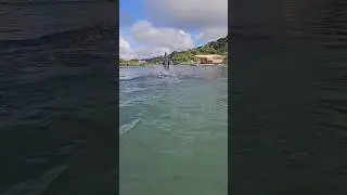 Dolphin Encounter At Anthony's Key In Roatan, Honduras