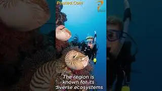 🌊 Top Best Dive Sites in the World | Ultimate Scuba Diving Destinations 🐠✨