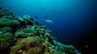 Green sea turtle&rsquo;s way home| CCTV English