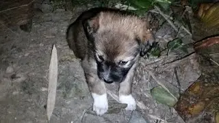 Angata Meets Rio & Bruno: New Friends!