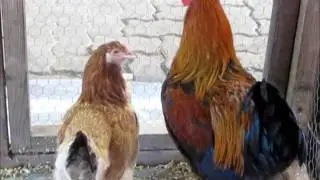 Marans weizenfarbig, MGV 2017