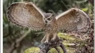 Owl facts || Owl species || Owl habitat || Owl diet || Owl behavior || Owl hunting || Owl symbolism