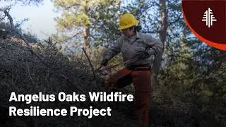 Angelus Oaks Wildfire Resilience Project