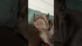 Понедельник день тяжёлый 🤣 #canecorso #puppy #mastiff #канекорсо #канекорсоитальяно #суперсобака