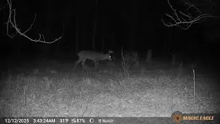 North Mississippi Deer Hunting