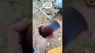 ||ఎప్పుడయినా ఇలా నాలుగు కల్లా తాటికాయ తిన్నారా?🤓ice apple's||@Anuchey vlogs#trendingshorts#puspha2