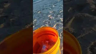 picking up litter on the beach
