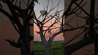 Peaceful Sunset Moments Through The Trees