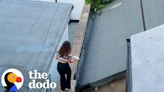 Девочка три недели лазала по крышам, чтобы подружиться с бездомной кошкой | The Dodo