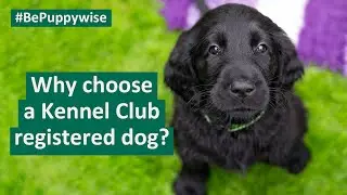 Why choose a Kennel Club registered dog?