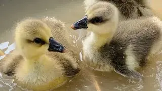 Cute Baby Ducks Playing in Water 🐥💦 | Pure Nature Relaxation | 4K Ultra HD 🐥💛