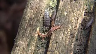 Duizendpoot - Lithobius spec.