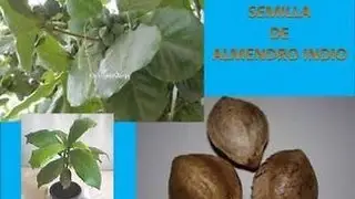 Como plantar una semilla de almendro indio opci&oacute;n 1