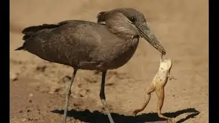 Hamerkop Eats a Large Frog at the Bushmans River