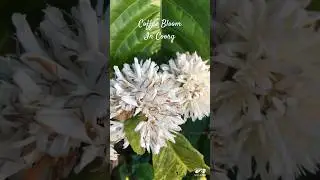 😳Coffee Flower Bloom in Coorg 😍 #coorg #coffee #flowers