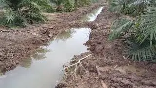 Simalungun di lahan gambut 