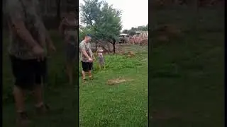 3.55m African Rock Python